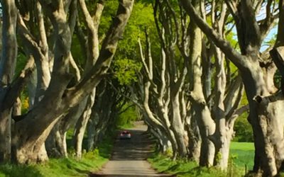 36 great hedges