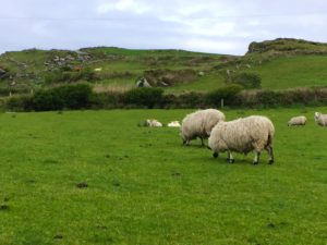 Sheep Grazing in Ireland